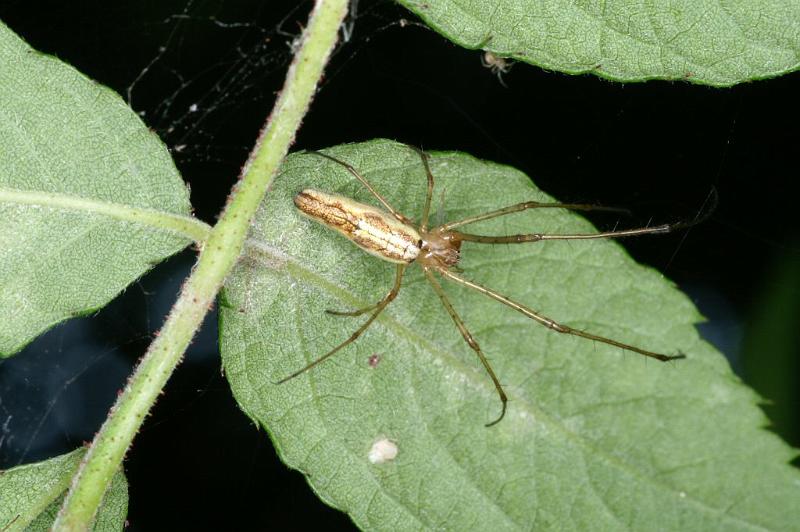 Tetragnatha_montana_D3733_Z_89_Vinkenveense plassen_Nederland.jpg